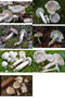 Hygrophorus agathosmus